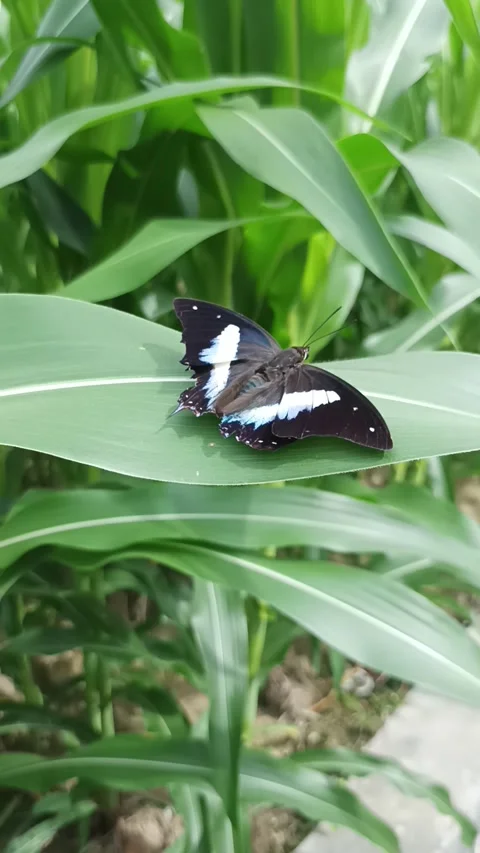 Butterfly Stock Footage 232639981