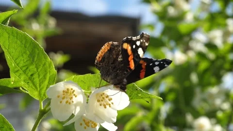 Butterfly Stock Footage 234999657