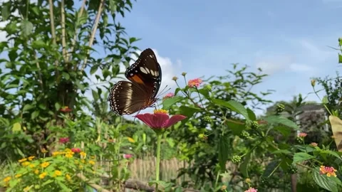 Butterfly Vídeo Stock 236722258