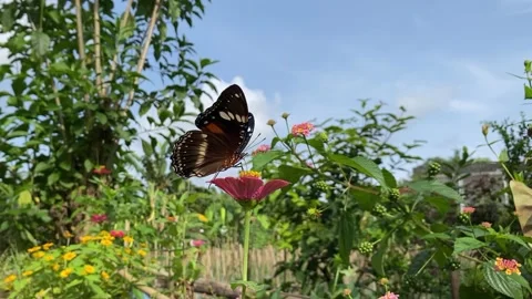 Butterfly Video stock 236722349