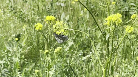 A butterfly Stock Footage 244201058