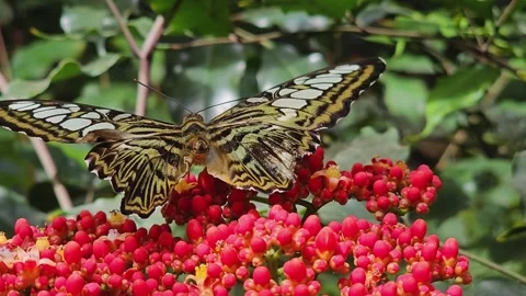 A butterfly Stock Footage 245027665