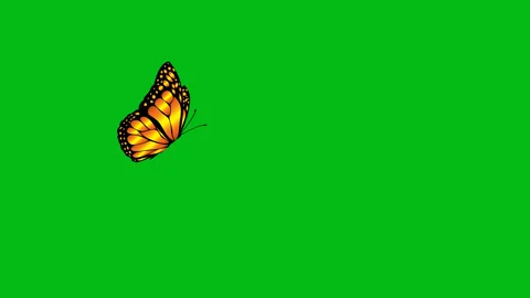 Butterfly Stock-Footage 245569978