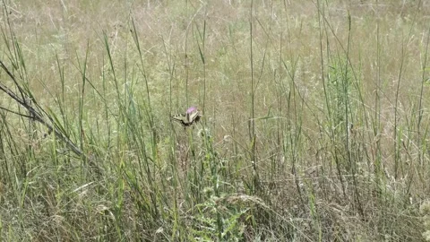 Butterfly Stock Footage 246406064