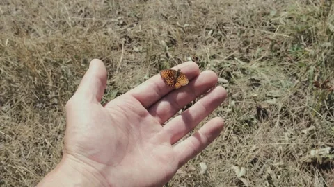 Butterfly Stock Footage 246406065