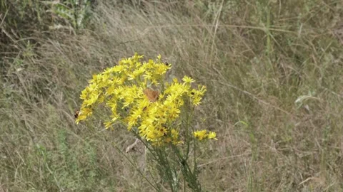 Butterfly Stock Footage 246406132