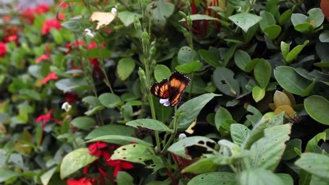 Butterfly Stock Footage 257343155