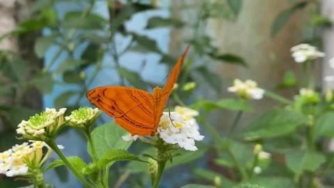 Butterfly Stock Footage 263886976