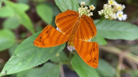 Butterfly Stock Footage 263888125