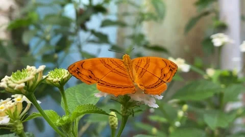 Butterfly Stock Footage 263888201