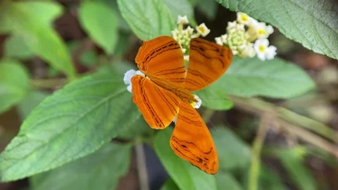 Butterfly Stock Footage 263888257