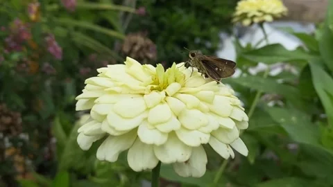 Butterfly Stock Footage 263954440