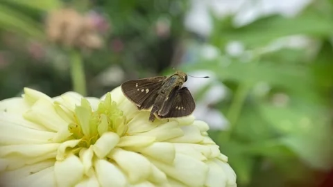 Butterfly Stock Footage 263954623