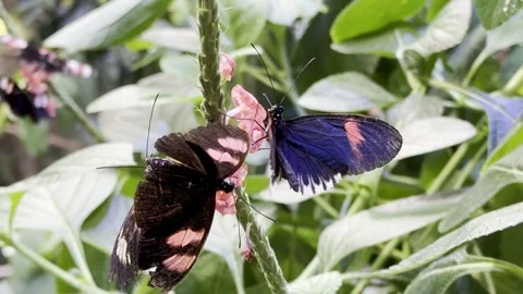 Butterfly Stock Footage 264614360