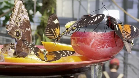 Butterfly Stock Footage 264614467