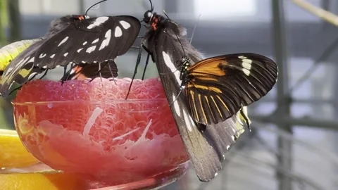 Butterfly Stock Footage 264614600