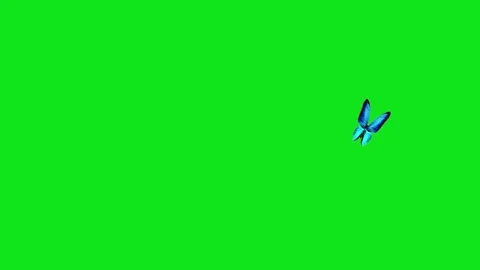 Butterfly Stock Footage 274307101
