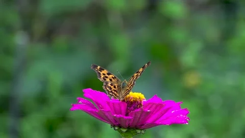 Butterfly Stock Footage 275446602