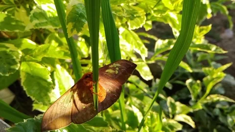 Butterfly Stock Footage 276580716
