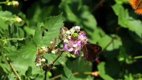 Butterfly Stock Footage 276695409