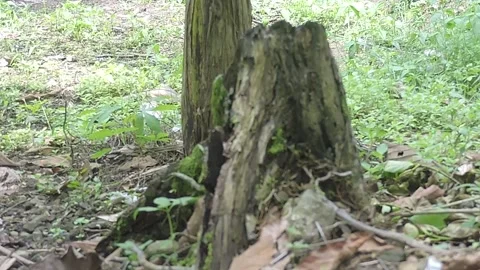 Butterfly Stock-Footage 279178294