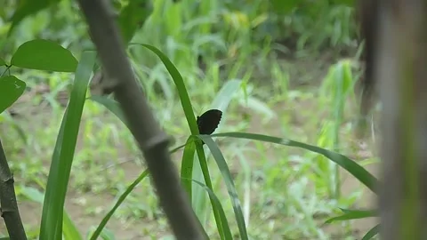 Butterfly Stock-Footage 279178666