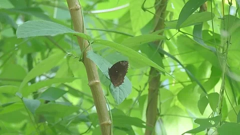 Butterfly Stock-Footage 279178696