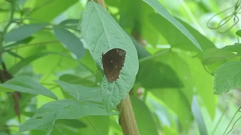 Butterfly Stock-Footage 279178700