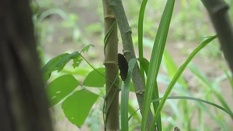 Butterfly Stock-Footage 279178711