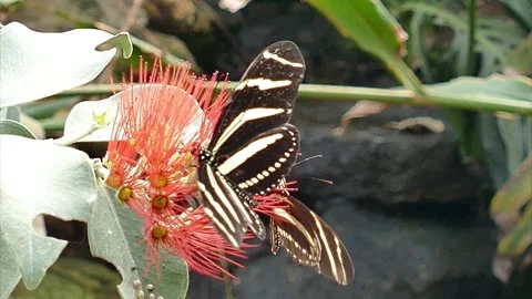 Butterfly Stock Footage 279839453