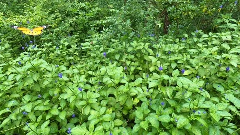 Butterfly Stock Footage 280007247