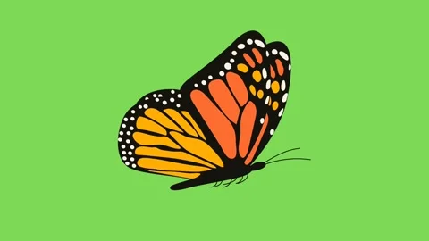 Butterfly Stock Footage 283467660