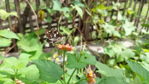 A butterfly Stock Footage 287496195