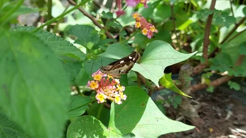 A butterfly Stock Footage 287496292