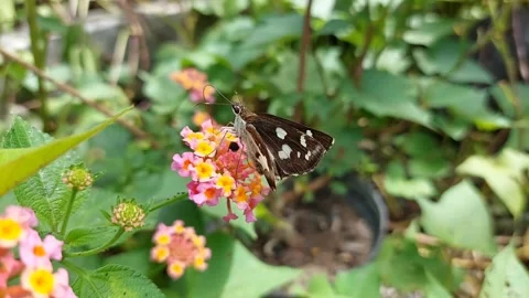 A butterfly Stock Footage 287496466