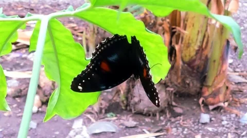 A butterfly Stock Footage 287499268