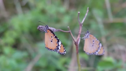 Butterfly Stock Footage 290932773