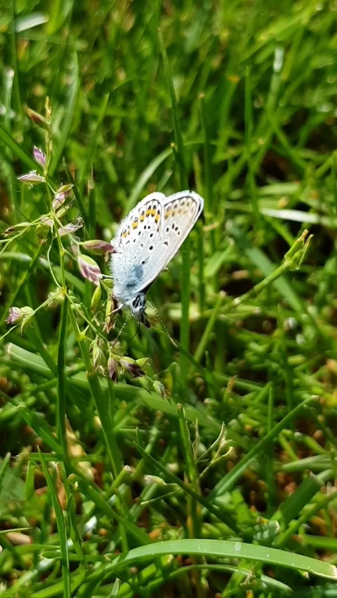 Butterfly Stock Footage 296074565