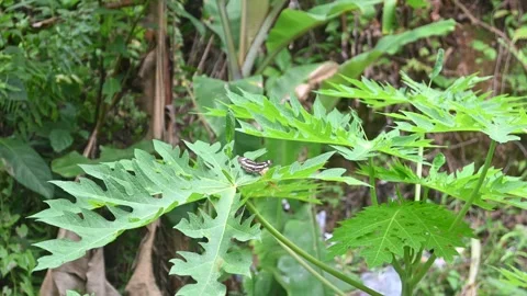 A butterfly Stock Footage 296860674