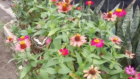 Butterfly Stock Footage 301372714