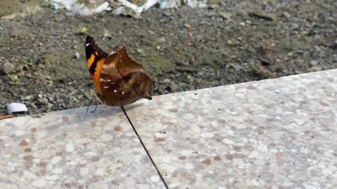 Butterfly Stock Footage 302739420