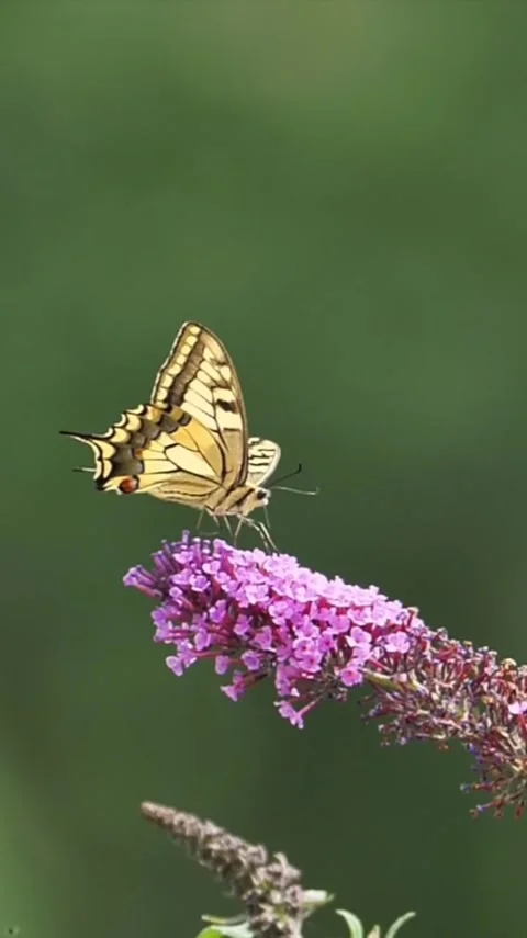 Butterfly Stock Footage 303390178