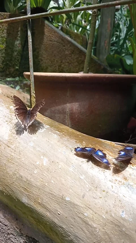 Butterfly Stock Footage 303400382