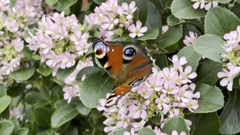 Butterfly Stock Footage 313063049