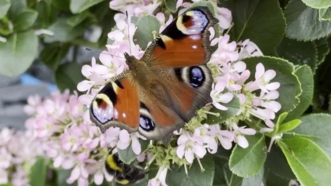 Butterfly Stock Footage 313063054