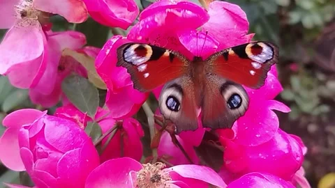 Butterfly Stock Footage 318873380