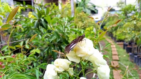 BUTTERFLY Stock Footage 327769430