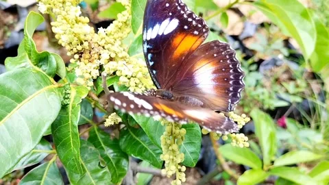 Butterfly Video stock 327769436