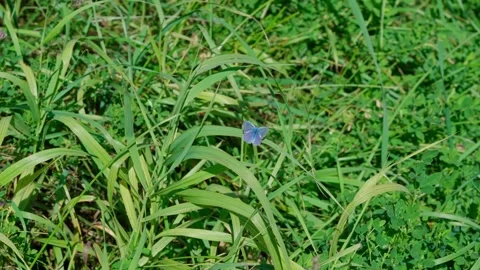 Butterfly Stock Footage 329767992