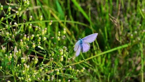 Butterfly Stock Footage 329768030